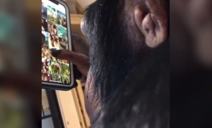 Cimpanzeul care adoră telefonul mobil. Ore întregi se uită pe Instagram. VIDEO