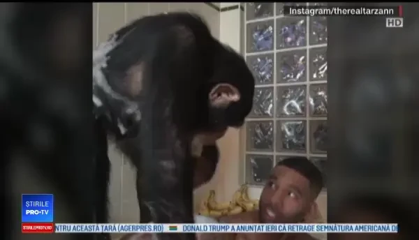 Cimpanzeul care adoră telefonul mobil. Ore întregi se uită pe Instagram