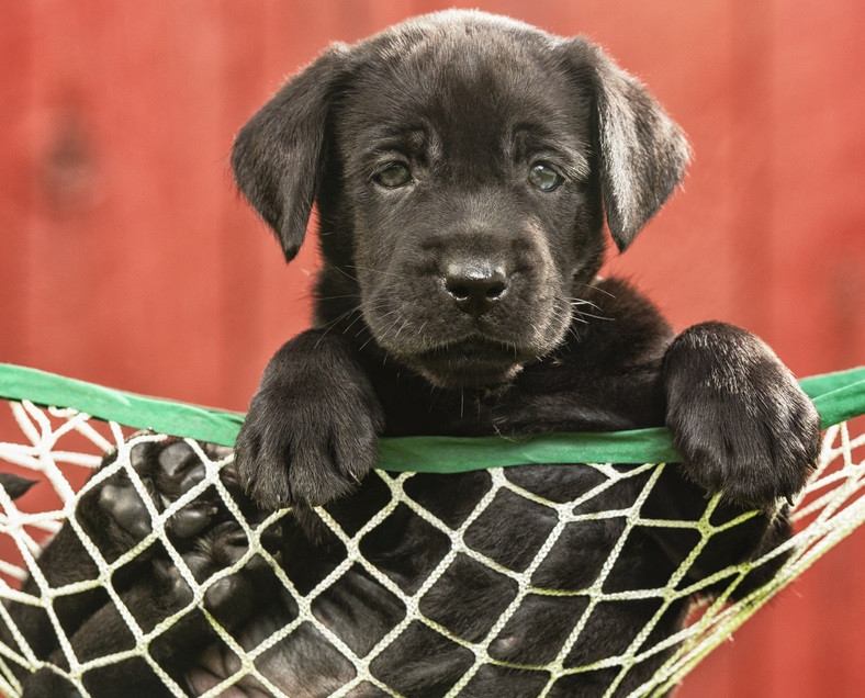 Cum a reușit un câine să alunge hoții care îi amenințau stăpânii. „S-ar fi terminat rău”