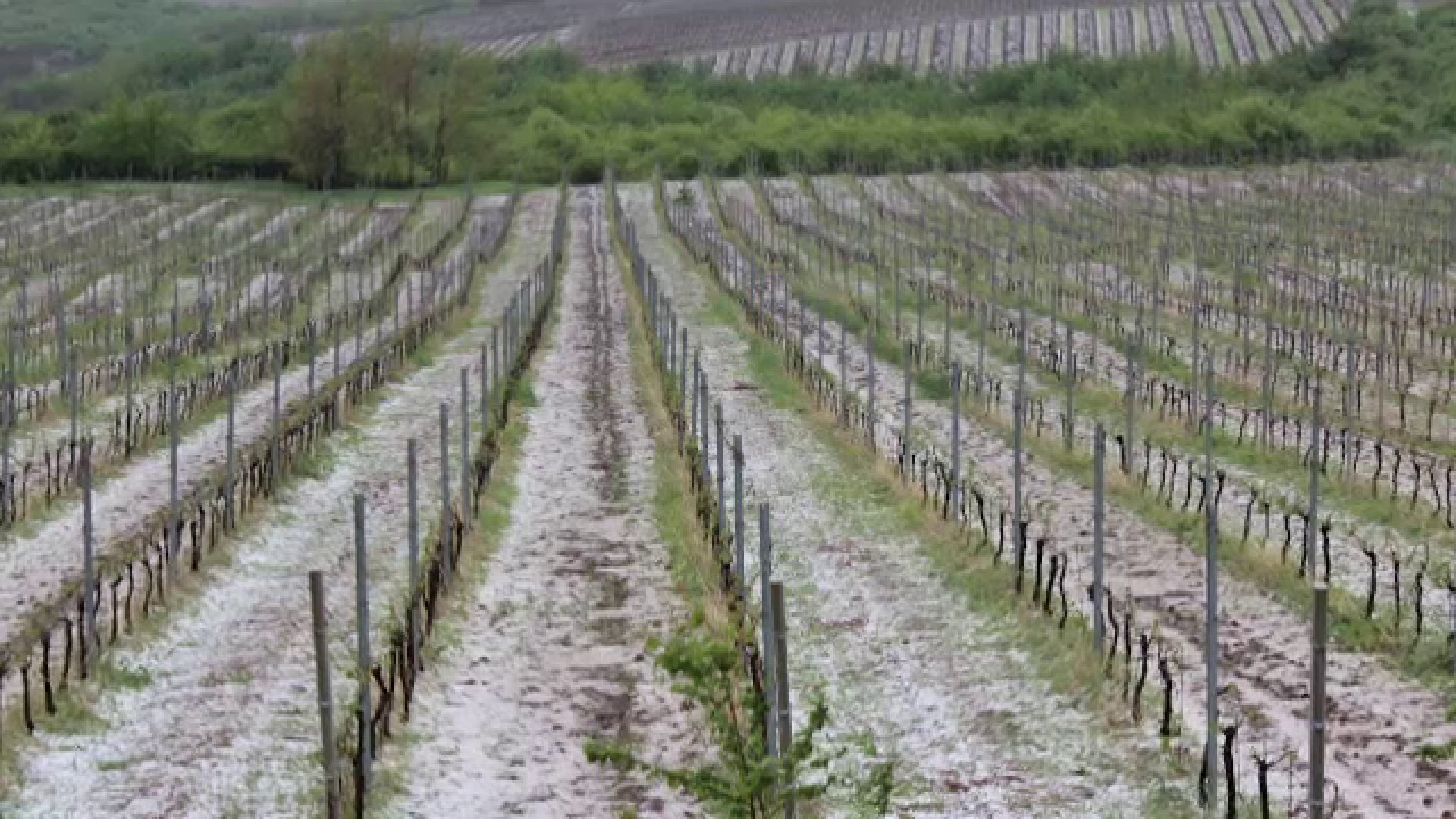 Podgoriile din Prahova şi Buzău, distruse de grindină. Pagubele uriașe estimate de proprietari