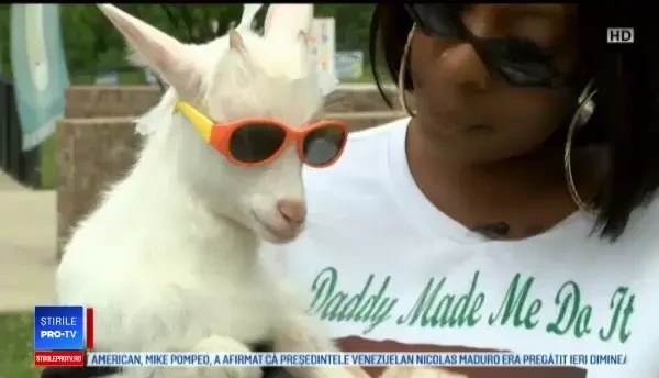 Cea mai modernă capră pe care aţi văzut-o vreodată. Are peste 50.000 de fani pe Instagram