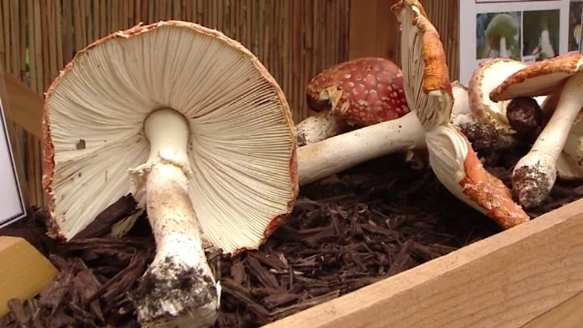 Bărbat în stare gravă la spital, după ce a mâncat tocăniță de ciuperci