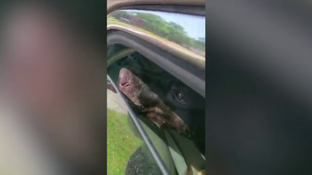 Câine lăsat în maşină încuiată, într-o zi caniculară, salvat în ultima clipă. Cum a fost găsit