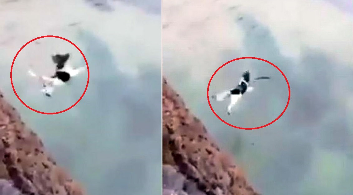 Momentul în care un câine este aruncat de pe o stâncă, de la 30 de metri, pentru ”distracție”