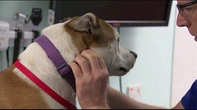 De ce gesturile exagerate de afecțiune sunt periculoase pentru animalele de companie