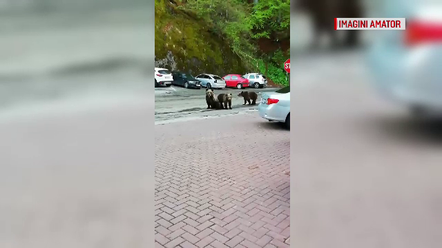 Hotel de la Vidraru, asaltat de urşi. Ce s-a întâmplat cu un turist care a luat o scândură