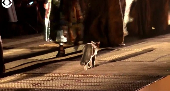 O pisică a ”defilat” pe catwalk, la o prezentare Dior. Ce a făcut cu rochia unui model