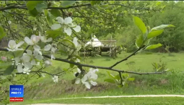 Glamping, conceptul de camping adorat de turiștii care ne vizitează. Prețul unui cort