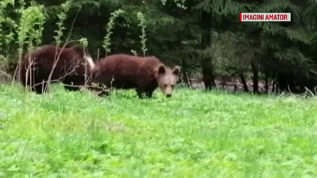 Apariție neașteptată la Lacul Sfânta Ana. Autoritățile, avertisment pentru turiști