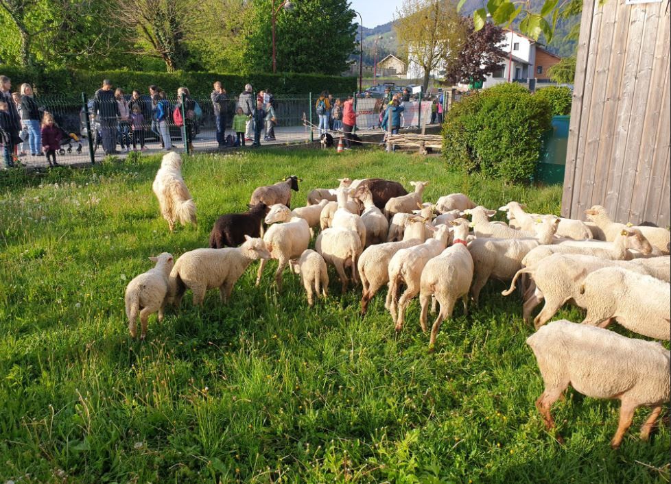 Motivul pentru care 15 oi au fost înscrise la școală, în Franța