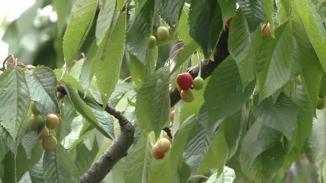 Culturile și livezile, grav afectate de frigul din ultimele zile. Zeci de fermieri cer despăgubiri