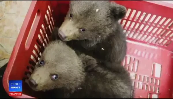 Pui de urs, învățați de oameni cum să se comporte în sălbăticie. „O mare provocare”