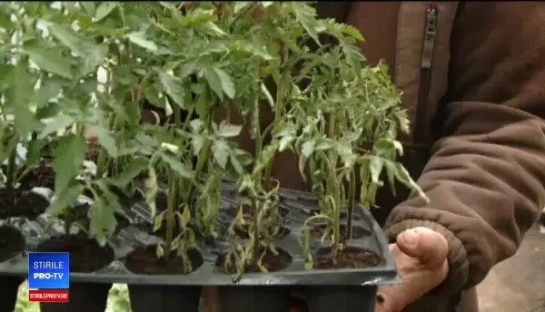 Culturile și livezile, grav afectate de frigul din ultimele zile. Zeci de fermieri cer despăgubiri