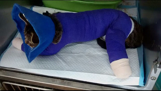 Un american şi-a dotat pisica cu "lăbuţe bionice". Cum arată acum