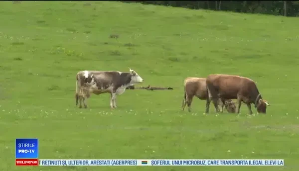 Dosar penal în Dâmbovița, după ce 3 vaci au fost electrocutate. „Una a început să tremure”