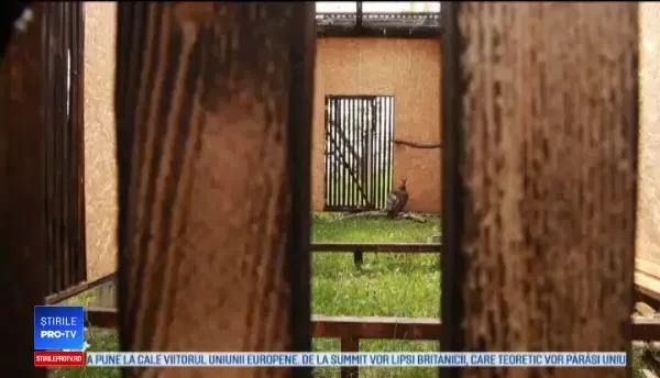 Doi vulturi dintr-o specie rară din Spania, găsiţi în România. Cum ar fi ajuns la noi