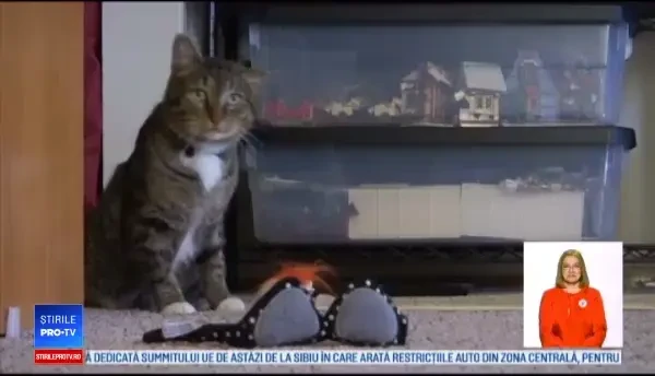 Un american şi-a dotat pisica cu "lăbuţe bionice". Ce puteri are acum animalul