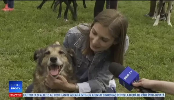 Câini "la ofertă", în parcul IOR din Bucureşti. Ce avantaje au faţă de cei din canise