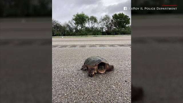 Circulația pe o autostradă din SUA, blocată de o țestoasă gigant. Soluția găsită de polițiști