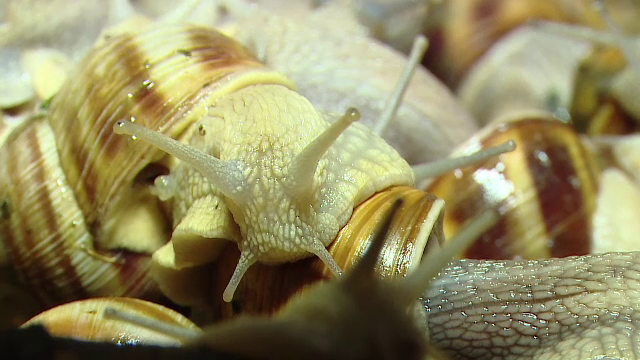 Melcii rom&acirc;nești ajung la prețuri de lux &icirc;n farfuriile italienilor și francezilor