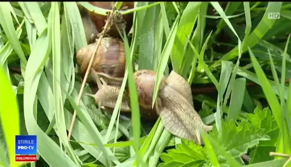 Drumul melcilor din pădurile din România până în farfuriile străinilor. Ce prețuri au