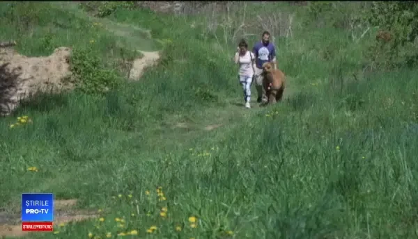 Viața lui Pablo, vestita alpacă a lui Marian Godină. Cu cât l-a cumpărat de la Zoo