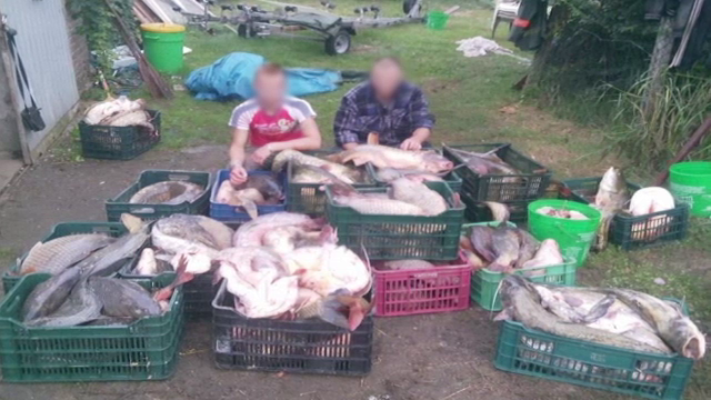 Cum a ajuns în România pește contaminat. "Cam miroase, spală-l şi tu cu oţet"