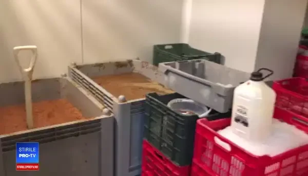 30 de tone de peşte confiscat după sute de percheziții în România și Europa. Ce s-a descoperit