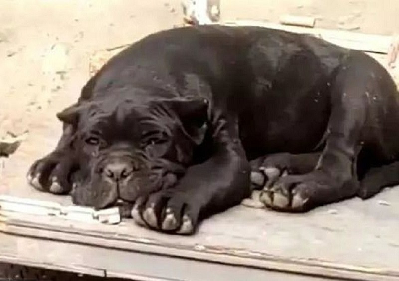 Tânăr condamnat la închisoare din cauza numelor pe care le-a dat unor cățeluși. VIDEO