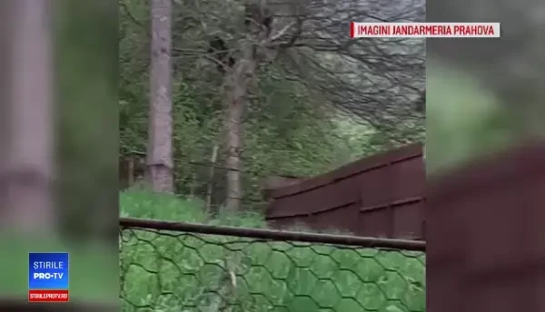 Doi pui de urs filmați în pom, într-o curte din Bușteni. Semnalul de alarmă tras de oameni