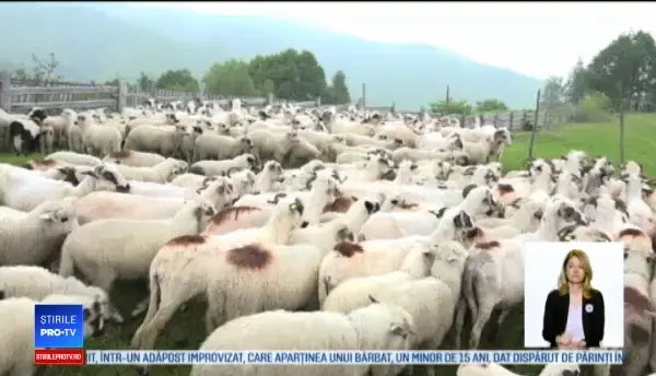 Vacanță cu o lună mai devreme pentru copiii din Alba. Unde urmează să plece cu familiile