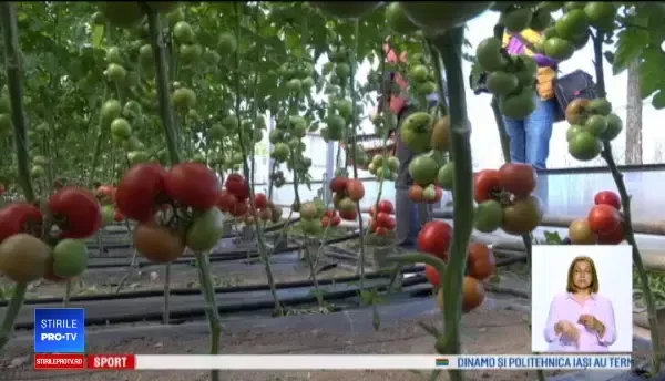 Programul "Roşia românească", afectat de vremea capricioasă. Prețul unui kg de tomate