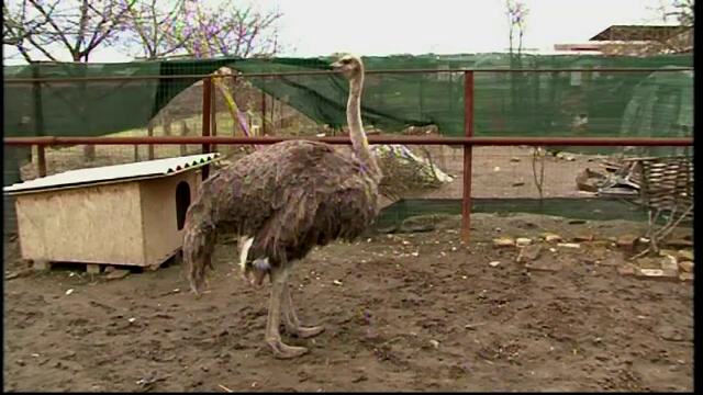 Cum poți evita falimentul într-o afacere de nișă. Sfaturile specialiștilor