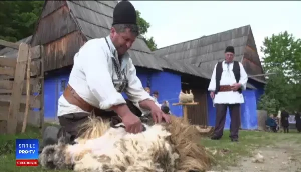 Demonstrație de tuns oile și prelucrare a lânii, la Sibiu. Turiștii au fost încântați