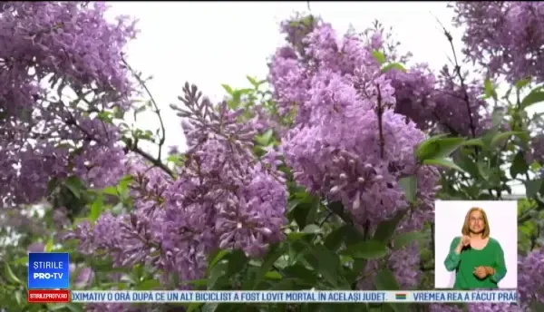 Socata și dulceața de liliac, delicatese din Apuseni apreciate de străini