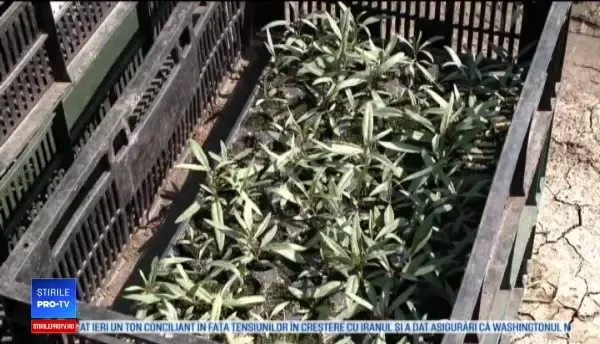 Un fermier din Brașov a obținut primul soi românesc de goji. Ce profit poate să aducă o cultură