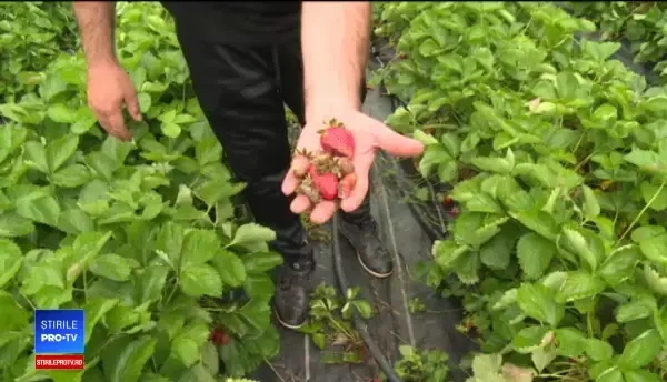 Grindina și ploile au distrus culturile de căpșuni. Producătorii au crescut prețurile