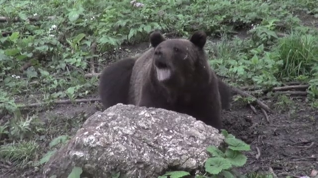 Clipe de groază pentru un cuplu de germani în Munții Făgăraș. S-a luptat cu un urs
