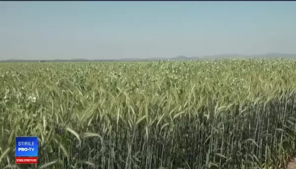 Insula Mare a Brăilei produce lucernă pentru cămilele emirilor. "S-o mănânce şi melcii"