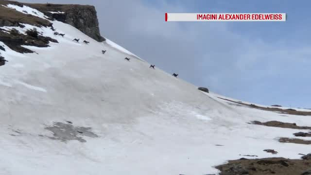 Grup de capre negre, surprins în Munții Bucegi de turiști