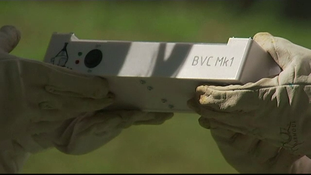 Invența care salvează viața albinelor. Cum arată dispozitivul de recoltare al veninului