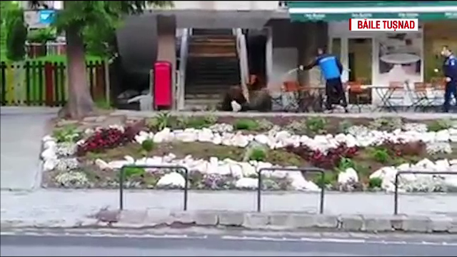 Un urs a intrat într-o cofetărie din Băile Tuşnad şi a plecat cu o pungă de prăjituri