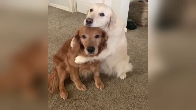 Watson şi Kiko au înduioşat sute de mii de iubitori de animale cu un filmuleţ