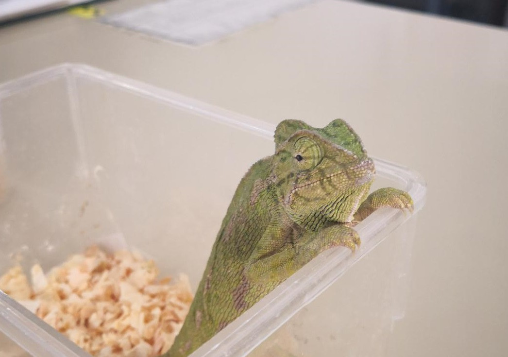 4400 de broaşte ţestoase, șerpi şi crocodili, confiscate de Europol. Unde au fost găsite reptilele