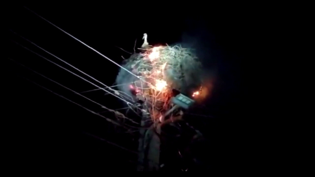 Cuiburile de berze, lovite de trăsnete. Cum şi-a protejat o barză puii de flăcări