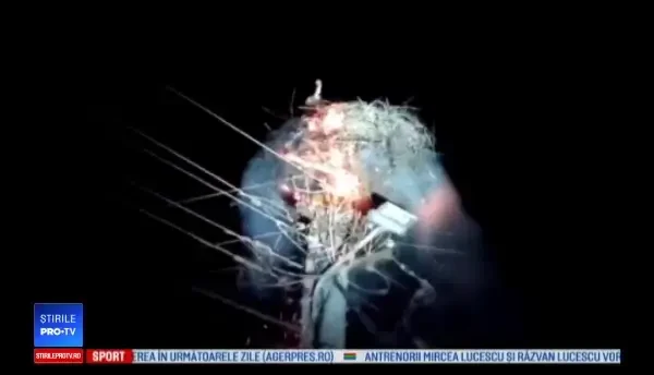 Cuiburile de berze, lovite de trăsnete. Povestea comunei care îngrijește păsările rănite