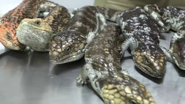 Au ascuns 13 șopârle printre haine, dar au fost prinși în aeroport. Ce riscă doi bărbați