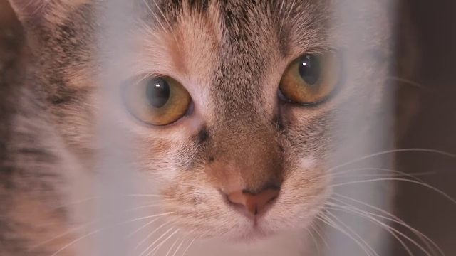 Proprietarii de animale nesterilizate ar putea fi amendați și cu 10.000 de lei, în Capitală