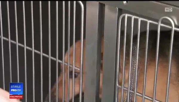 Proprietarii de animale nesterilizate ar putea fi amendați și cu 10.000 de lei, în Capitală