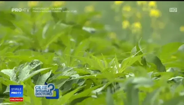 Ce trebuie să facem dacă ne muscă o căpușă și cum ne protejăm animalele de companie de paraziți